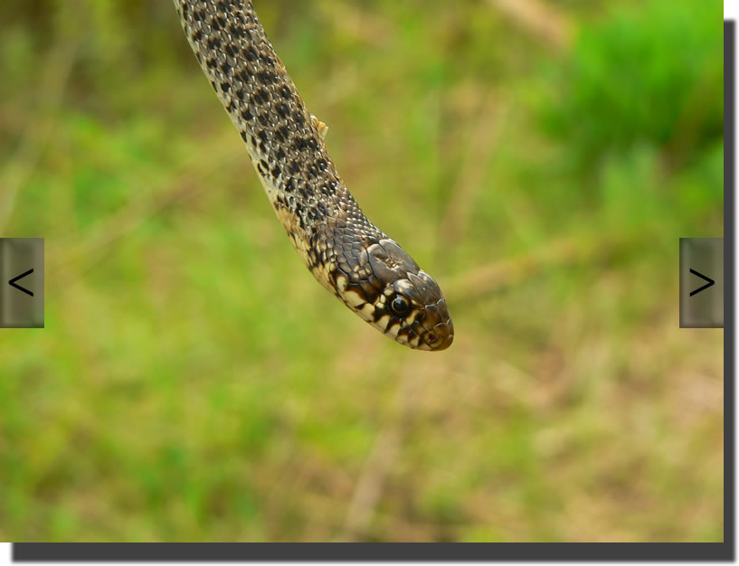 Hierophis gemonensis